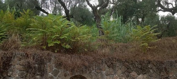  فندق في Zakynthos, Greece رقم 535 11