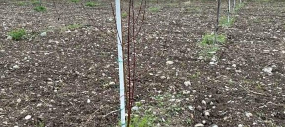 11257m² Land in Canosa di Puglia, Italy No. 328178 12