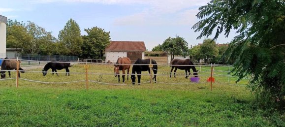  Land in Gols, Austria No. 261764 4