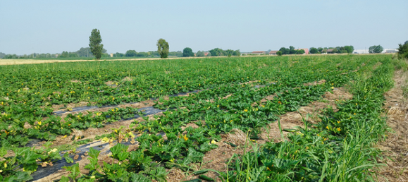 Grundstück in Verona, Italy 5600m², Nr. 276762 3