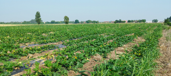 Grundstück in Verona, Italy 5600m², Nr. 276762 4