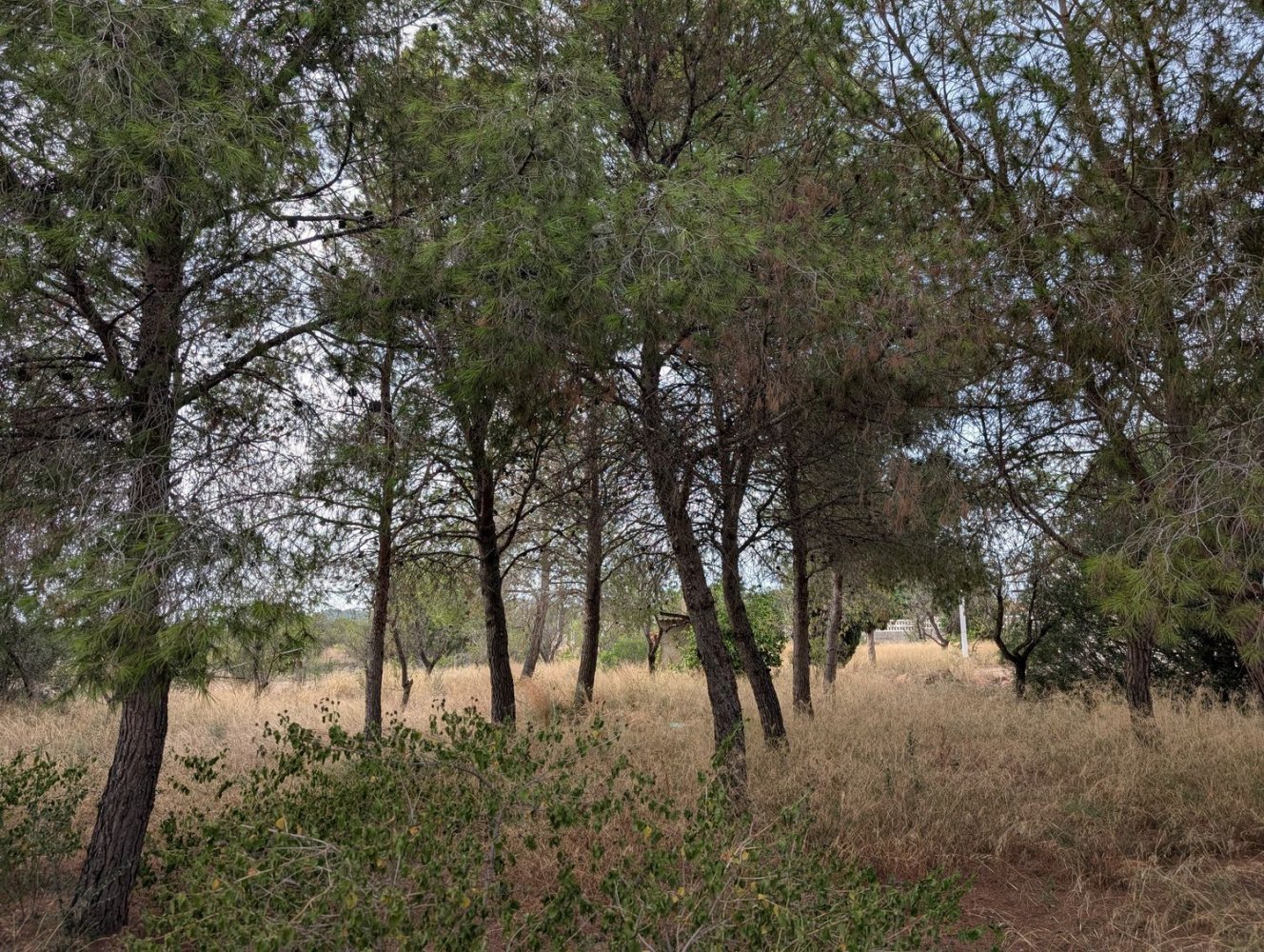 Grundstück in Naquera, Spain, Nr. 209332