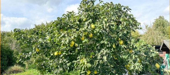 8-Zimmer Stadthaus in Rostock, Germany, Nr. 80949 15