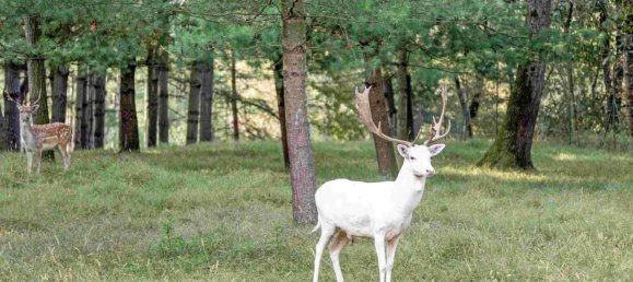 15 غرف نوم فيلا في Somma Lombardo, Italy رقم 61126 19
