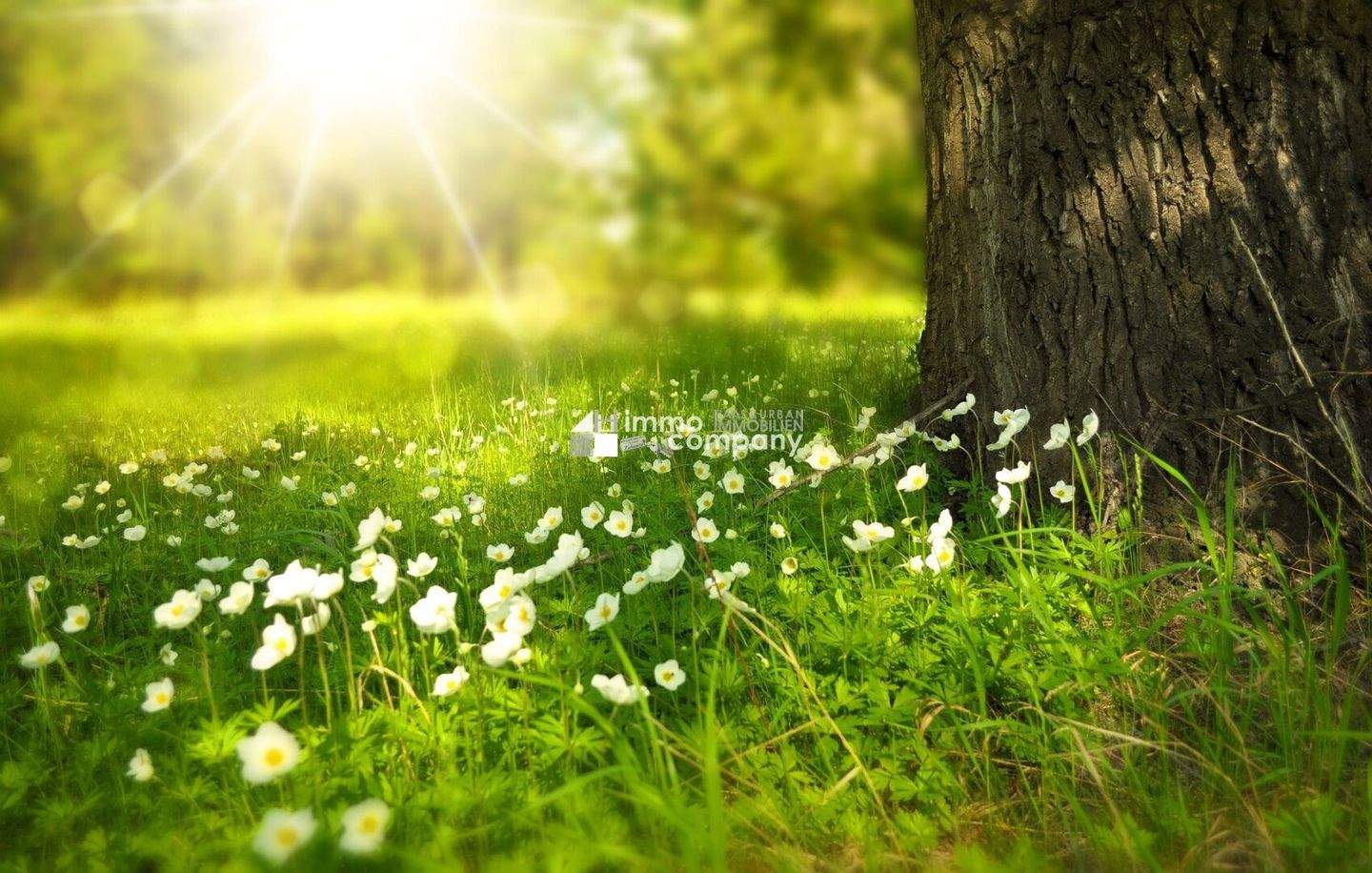 2غرفة بنغالو في Ringelsdorf-Niederabsdorf, Austria رقم 218253