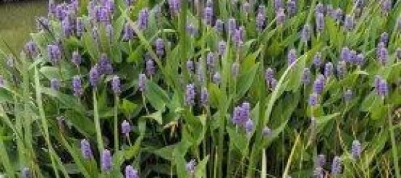 Casa de 5 divisões em German Kaltenbrunn, Austria N.º 226316 44