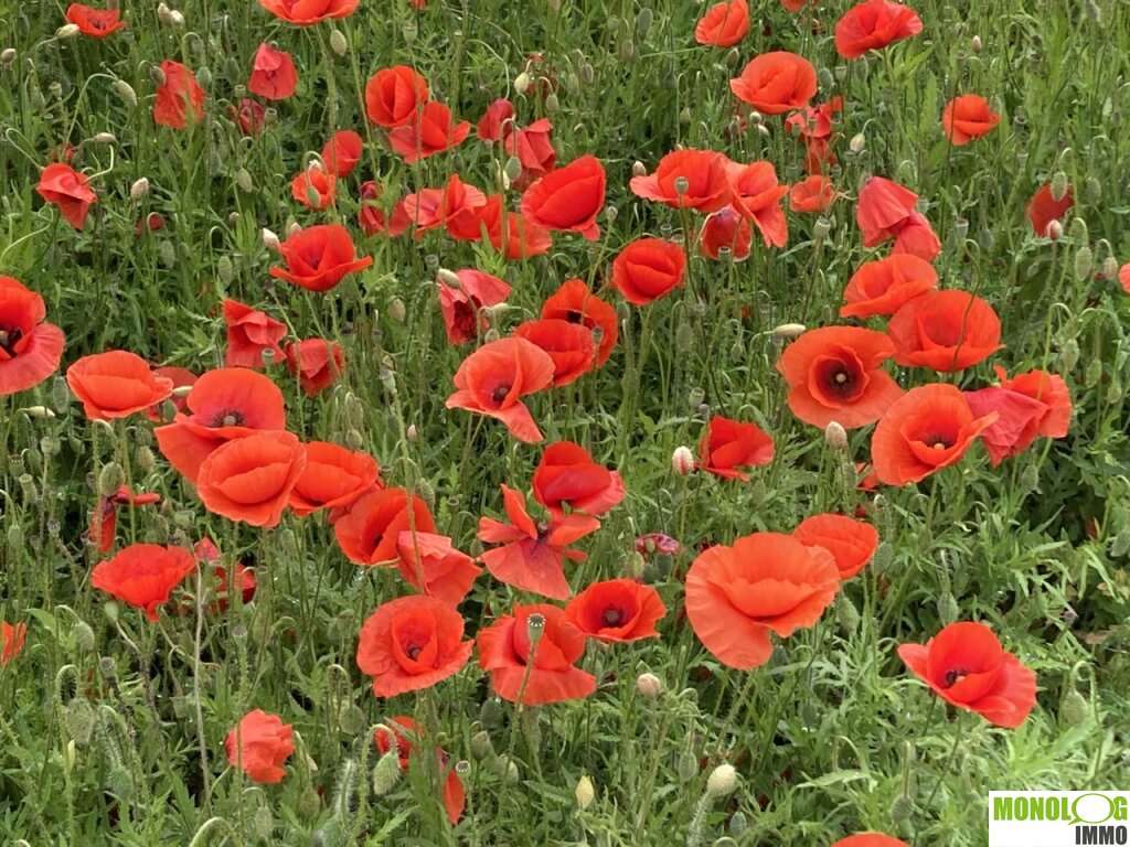 Terreno em Michelhausen, Austria N.º 15731