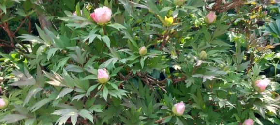 8 rooms House in Alessandria, Italy No. 50871 46