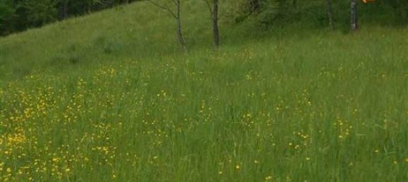 6-Zimmer Villa in Cantalupo Ligure, Italy, Nr. 232299 32