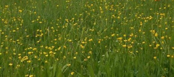 6-Zimmer Villa in Cantalupo Ligure, Italy, Nr. 232299 31