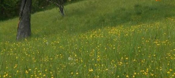 6-Zimmer Villa in Cantalupo Ligure, Italy, Nr. 232299 30