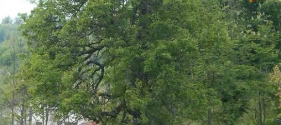 6-Zimmer Villa in Cantalupo Ligure, Italy, Nr. 232299 33