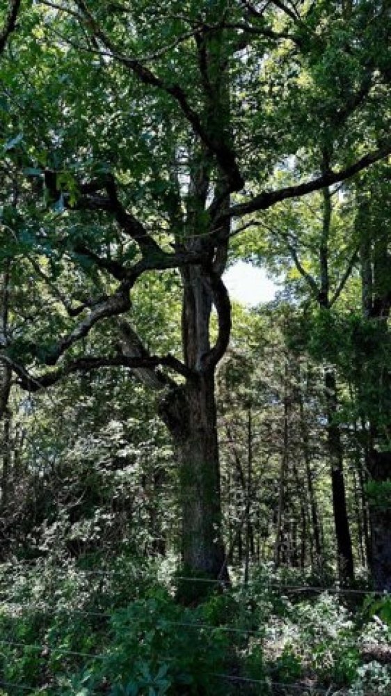  Land in Judsonia, USA No. 500254