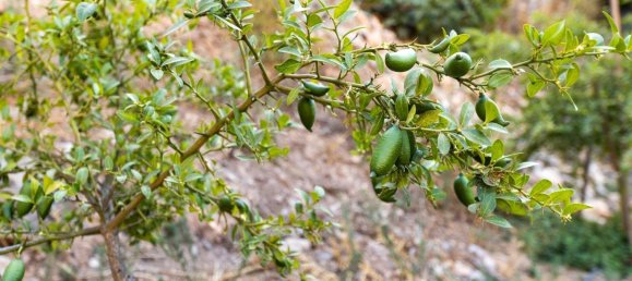 Terreno en Granada, Spain 82000 m² No. 153372 13