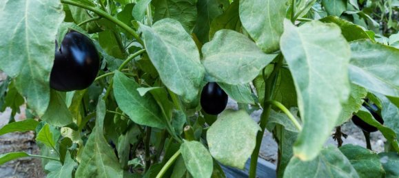 Terreno en Granada, Spain 82000 m² No. 153372 8