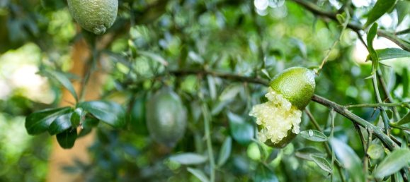 Terreno en Granada, Spain 82000 m² No. 153372 10