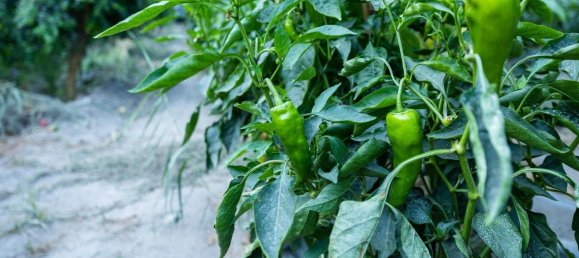 Terreno en Granada, Spain 82000 m² No. 153372 12