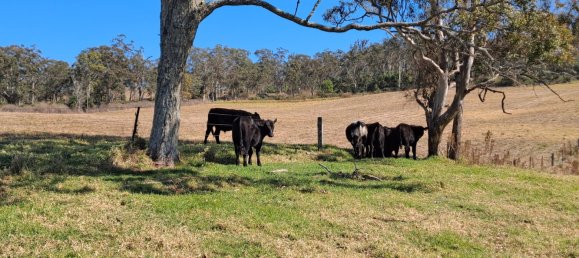 Haus in Crows Nest, Australia, Nr. 424 24