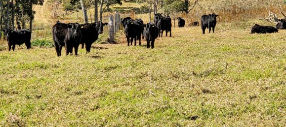 Haus in Crows Nest, Australia, Nr. 424 28