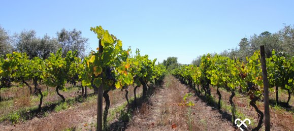 Terreno en Nelas, Portugal No. 68505 4