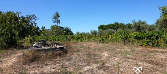 Terreno en Nelas, Portugal No. 68505 6