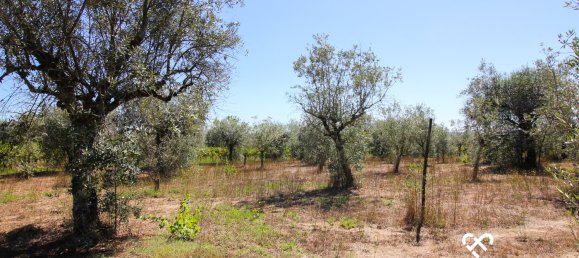 Terreno en Nelas, Portugal No. 68505 7