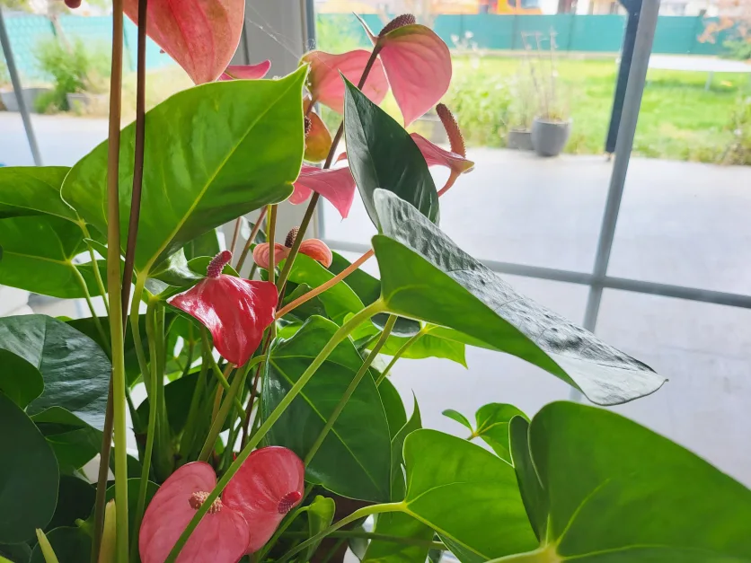 3 Schlafzimmer Haus in Düren, Germany, Nr. 144626