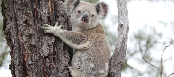 3 Schlafzimmer Haus in Crows Nest, Australia, Nr. 307 29