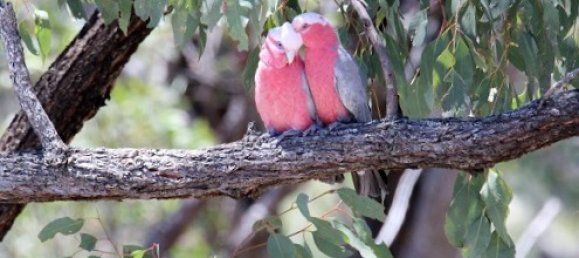 3 Schlafzimmer Haus in Crows Nest, Australia, Nr. 307 28