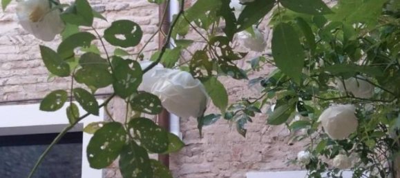 5-salle Villa à Ravenna, Italy No. 41989 5