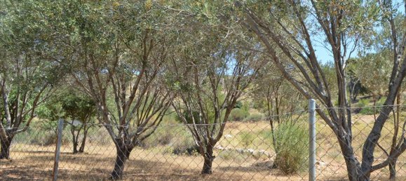 فندق في Kalyvia Thorikou, Greece 7700متر مربع رقم 7693 2