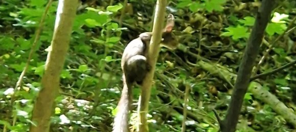  Land in Hernals, Austria No. 127990 21