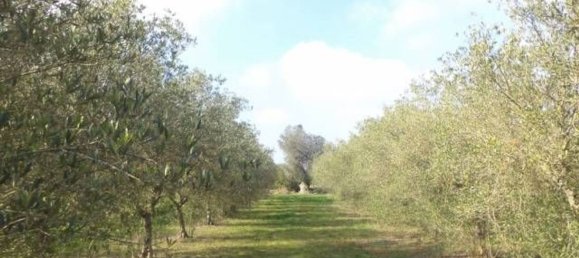 Land in Tricase, Italy No. 334644 20