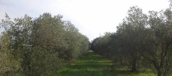 Land in Tricase, Italy No. 334644 5