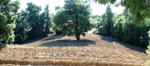 9500m² Hotel in Chalkidiki, Greece No. 6526 8