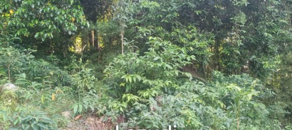  Commercial property in Surat Thani, Thailand No. 25159 9