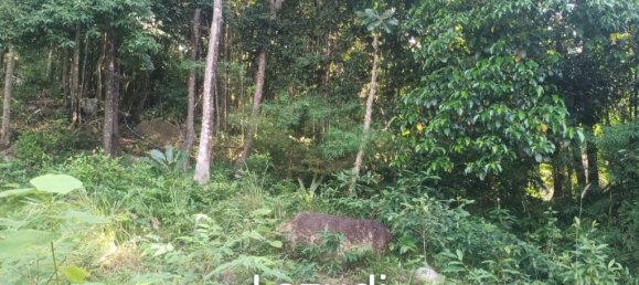  Commercial property in Surat Thani, Thailand No. 25159 10