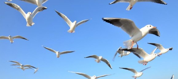 استوديو في Vorpommern-Rugen, Germany رقم 267019 17