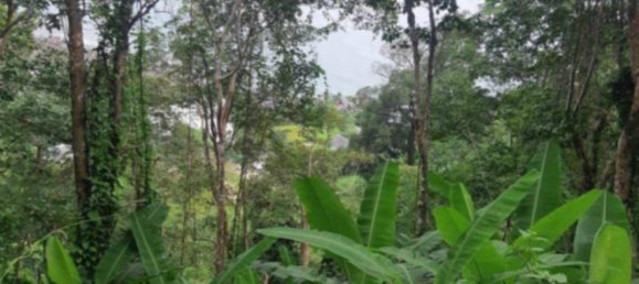  Commercial property in Kathu, Thailand No. 24221 7