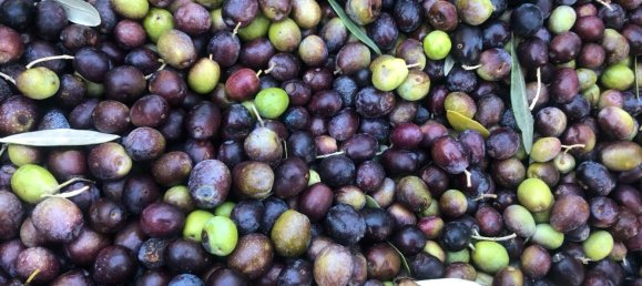 Casa T1 em Markisch-Oderland, Germany N.º 283789 8