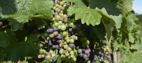 120m² Land in Furstenfeld, Austria No. 203377 22