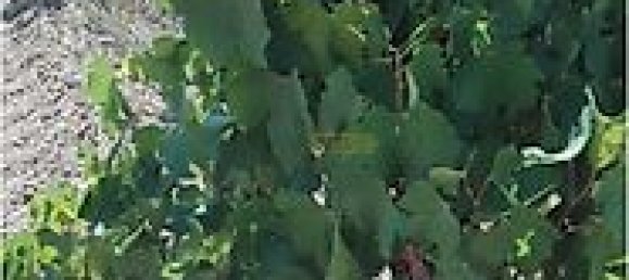 15800m² Land in Vila de Frades, Portugal No. 30833 5