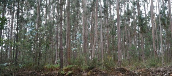 Grundstück in Ovar, Portugal 3850m², Nr. 89556 6