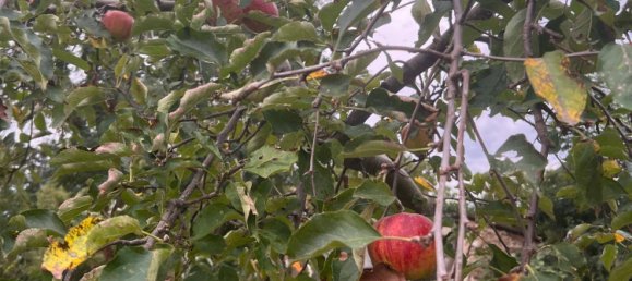 Casa de 3 habitaciónes en Pamhagen, Austria No. 256015 9