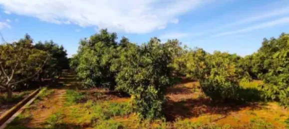  Commercial property in Corbera, Spain No. 137210 2