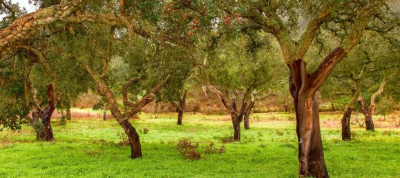 قطعة أرض في Cadiz, Spain رقم 29416 12