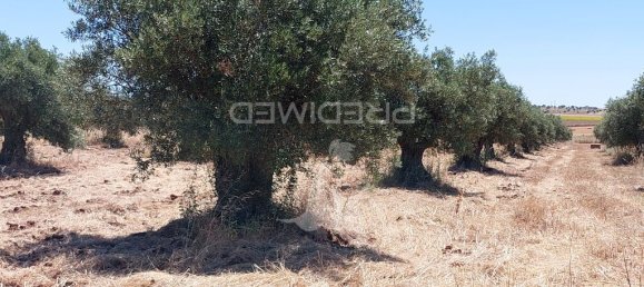 Grundstück in Beja, Portugal 9250m², Nr. 62727 12