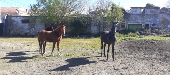 Grundstück in Azambuja, Portugal 3134m², Nr. 128063 2