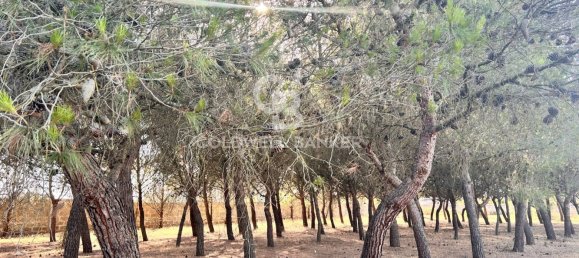 16569m² Land in Corigliano d'Otranto, Italy No. 63599 5