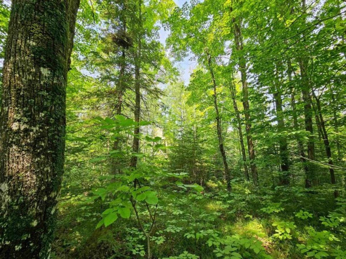  Land in Laona, USA No. 501954